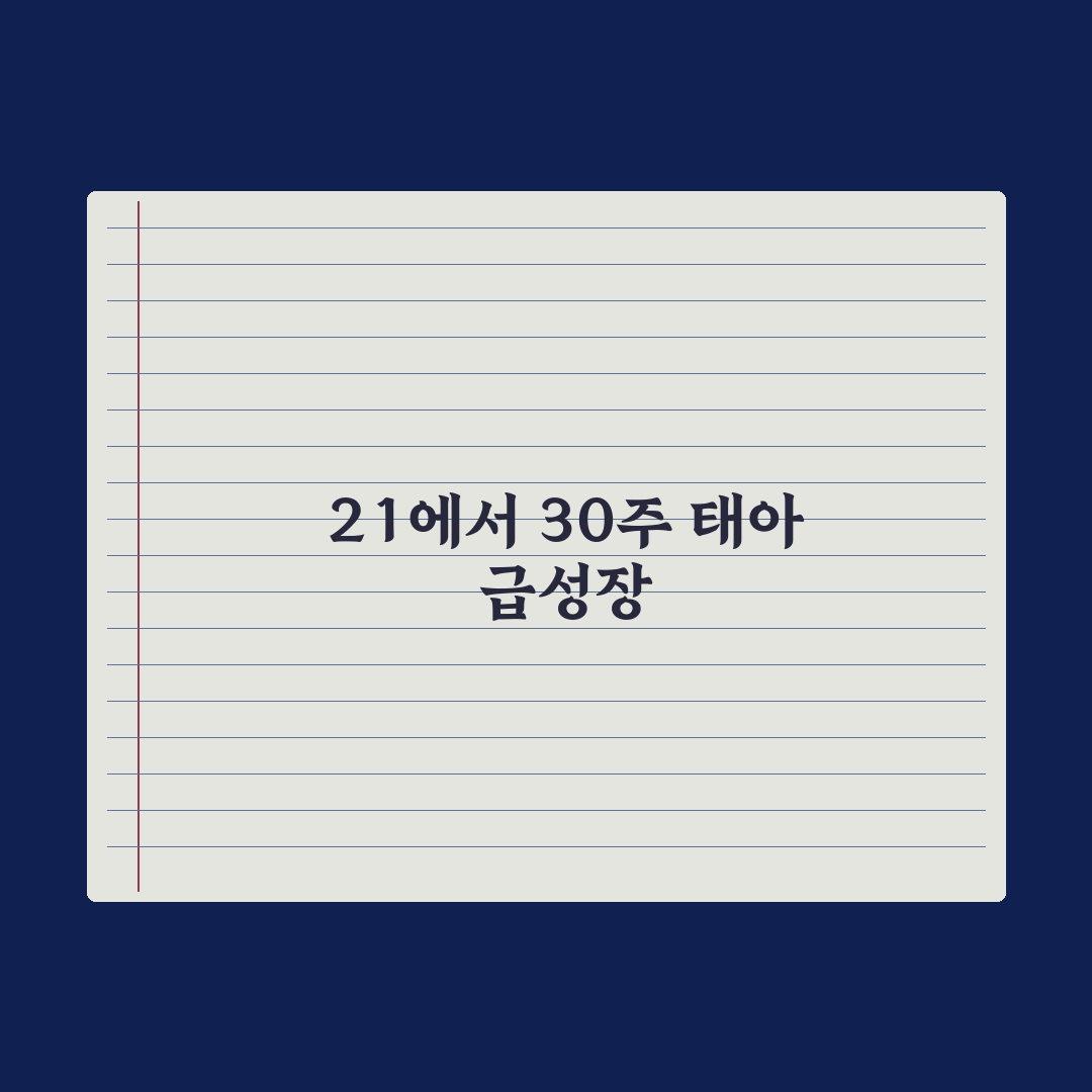 임신 주차별 변화 - 21~30주 핵심 정리 심층분석, 전문가 5대 수칙